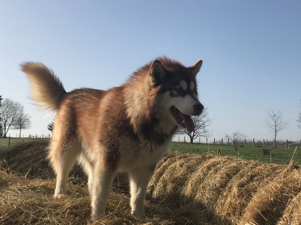 Fenola of timber kennel