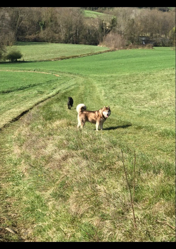 Fenola of timber kennel