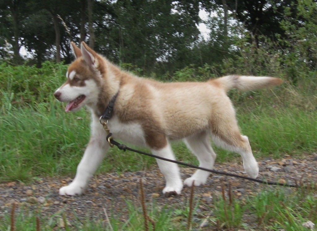 Fenola of timber kennel