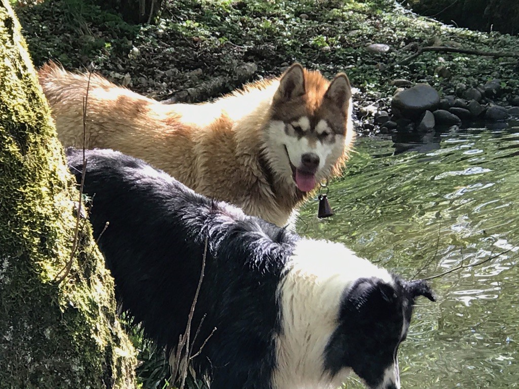 Fenola of timber kennel