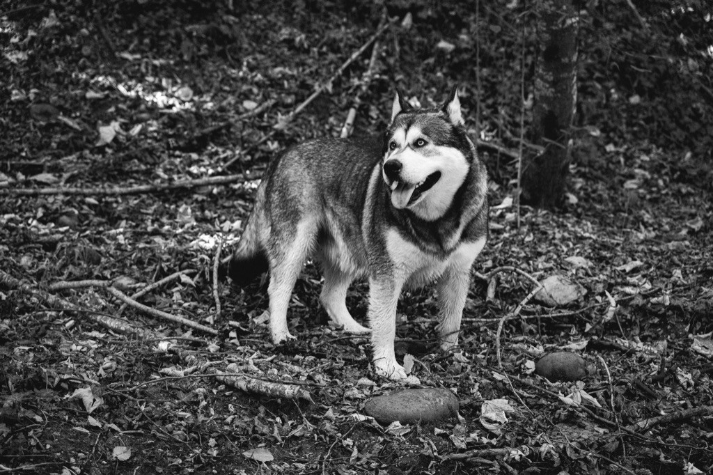 Into The Wild With P newt