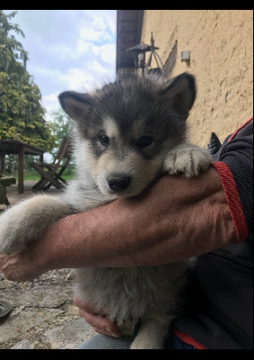 Chiot sans collier