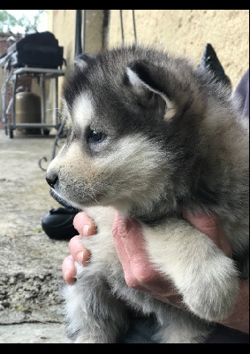 Chiot sans collier