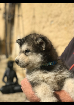 Chiot collier à fleur