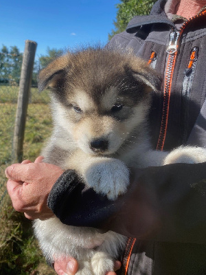 CHIOT 7 FEMELLE DE COULEUR GRISE