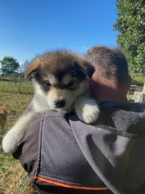 CHIOT 7 FEMELLE DE COULEUR GRISE