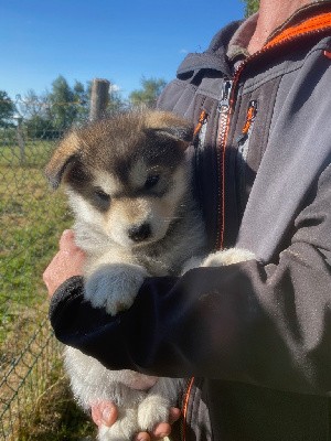 CHIOT 7 FEMELLE DE COULEUR GRISE