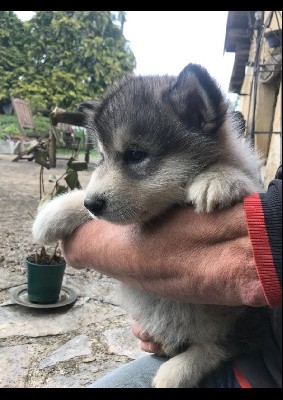 Chiot sans collier