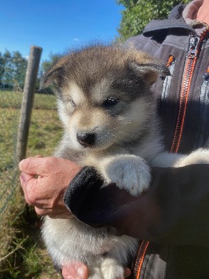 CHIOT 7 FEMELLE DE COULEUR GRISE