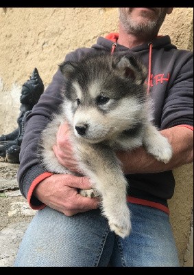 Chiot collier bleu ciel