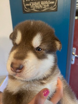 CHIOT COULEUR CHOCOLAT