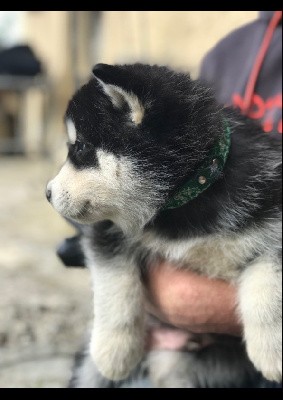 Chiot collier vert bandana