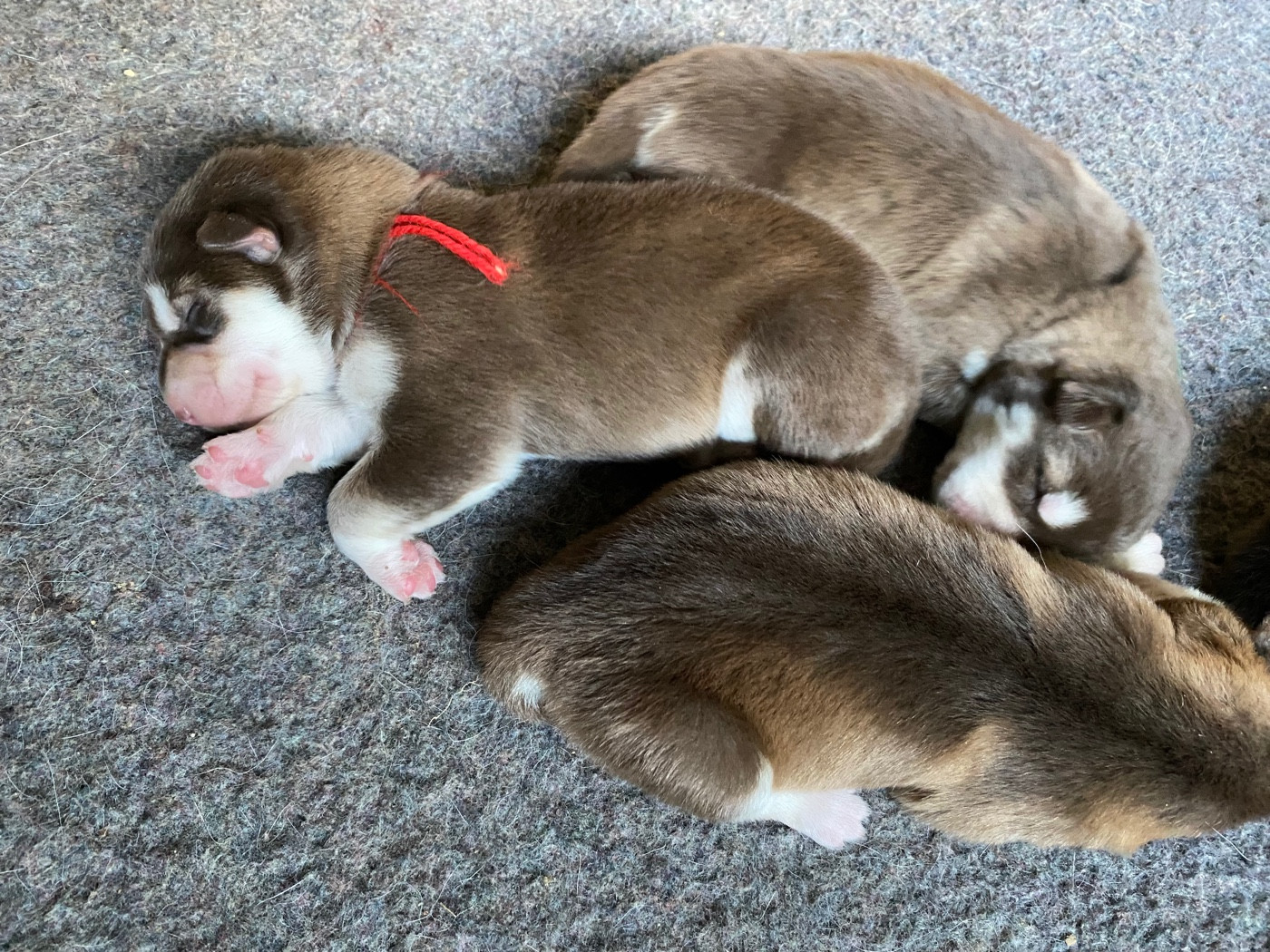 DES NAISSANCES AU PIED DU SAPIN DE NOEL !!