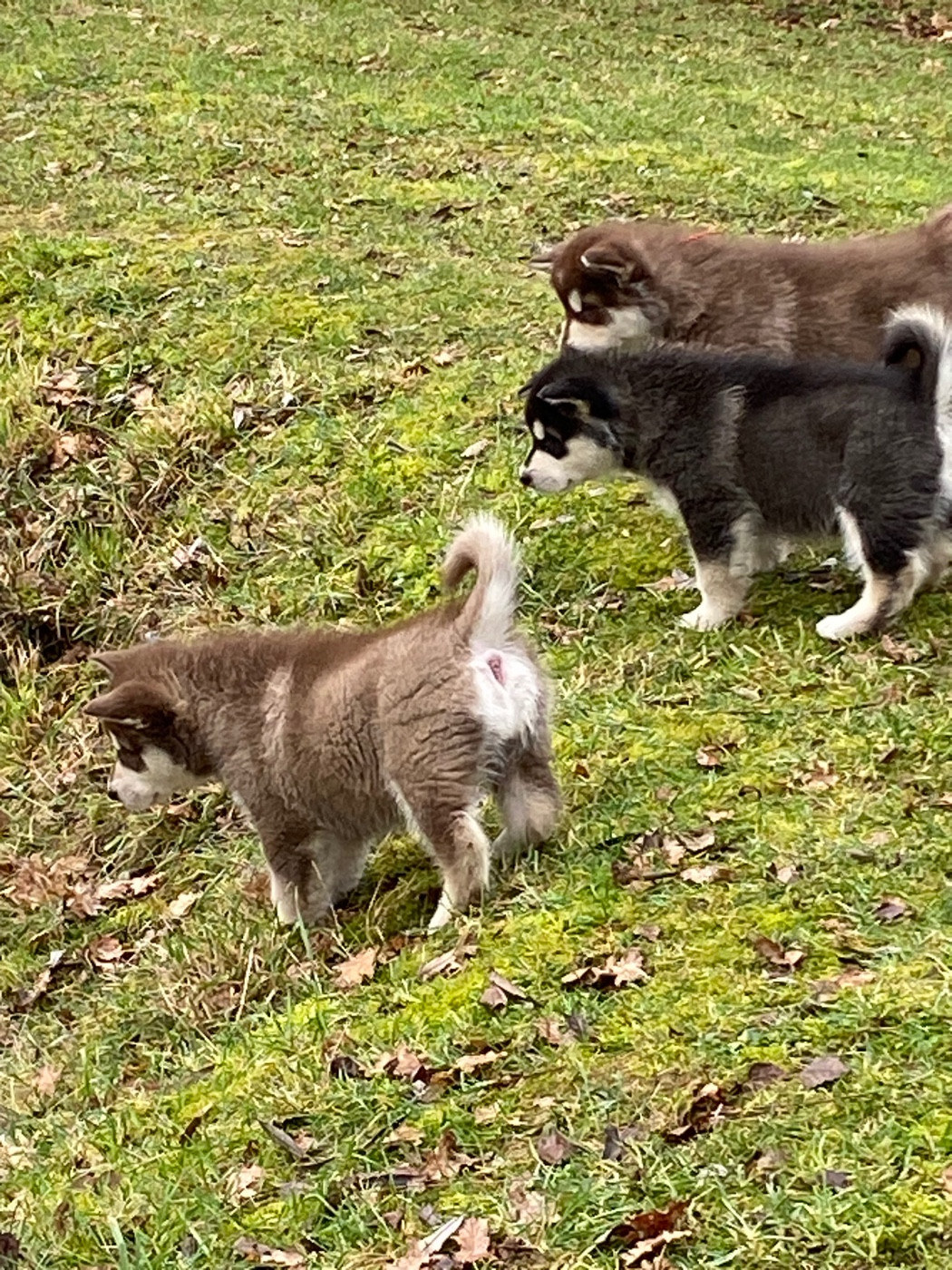 IL RESTE 3 PETITS LOUPS A VENDRE A L'ELEVAGE !