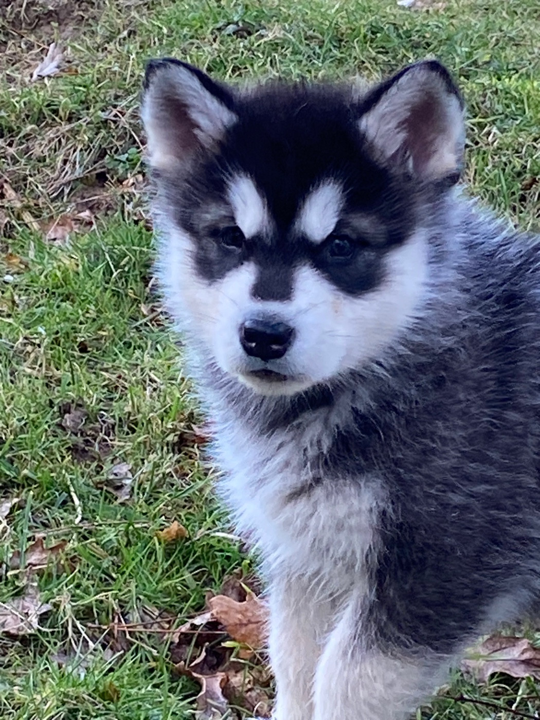 petite boule de poil disponible!!