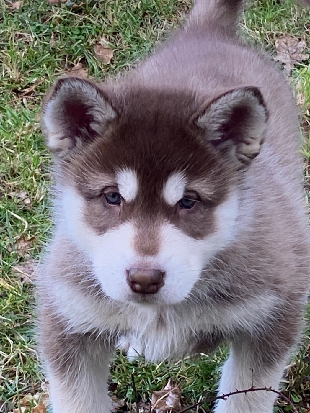 miss chocolat disponible