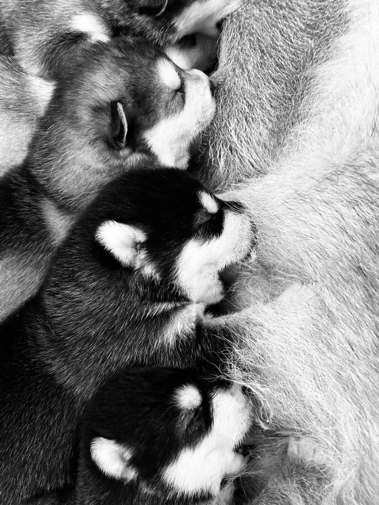 Nashoba Spirit's - NAISSANCE DES BEBES DE NEWT !!