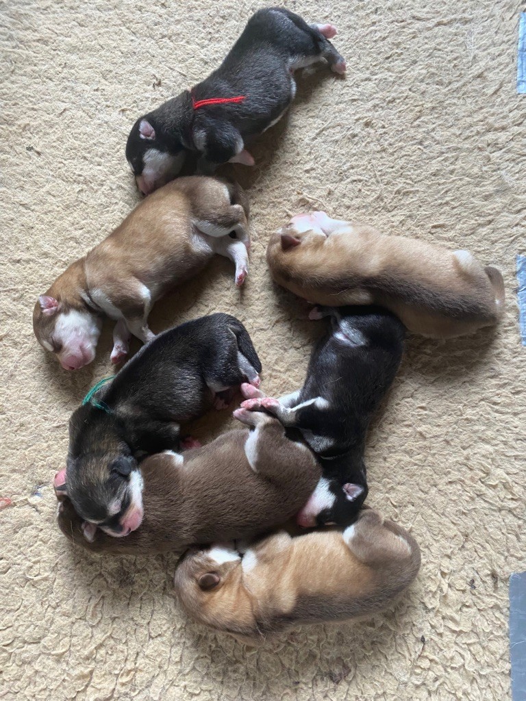 Nashoba Spirit's - NAISSANCE DE NOS PETITS LOUPS!!
