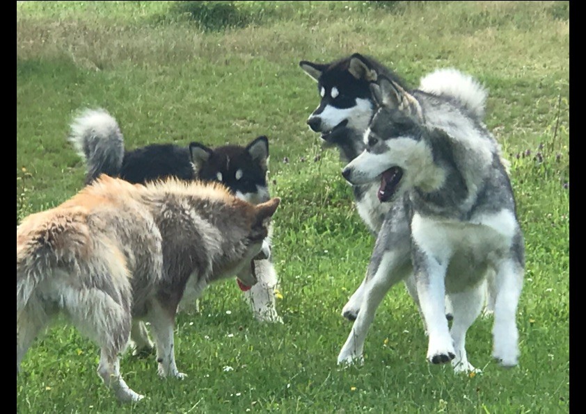JEUX ENTRE MALAMUTE
