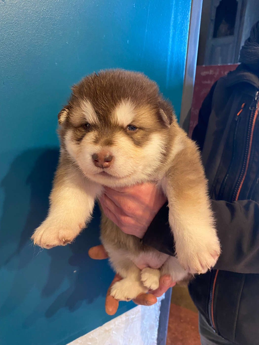 Nashoba Spirit's - Chiots disponibles - Alaskan Malamute