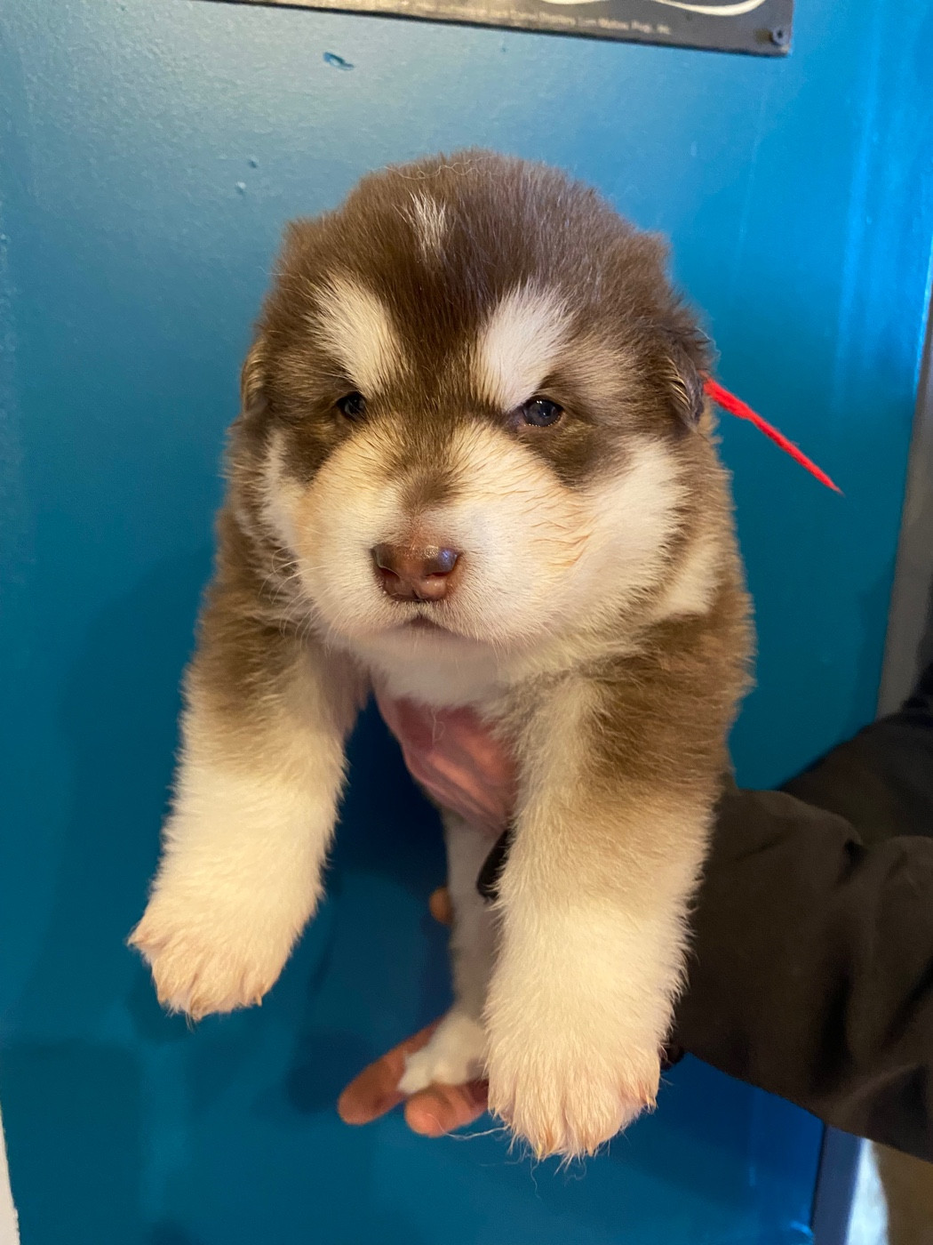 Nashoba Spirit's - Chiots disponibles - Alaskan Malamute