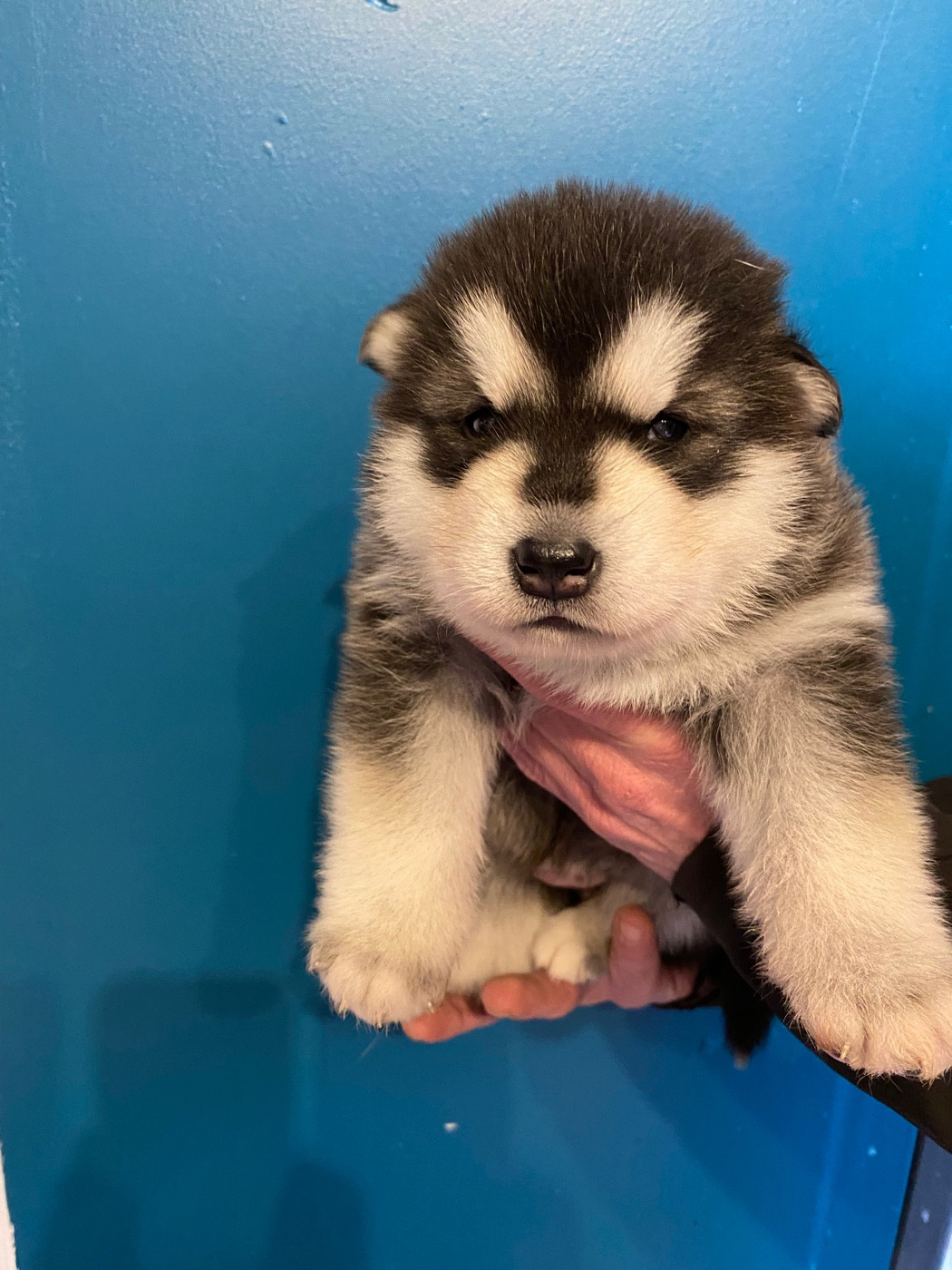 Nashoba Spirit's - Chiots disponibles - Alaskan Malamute