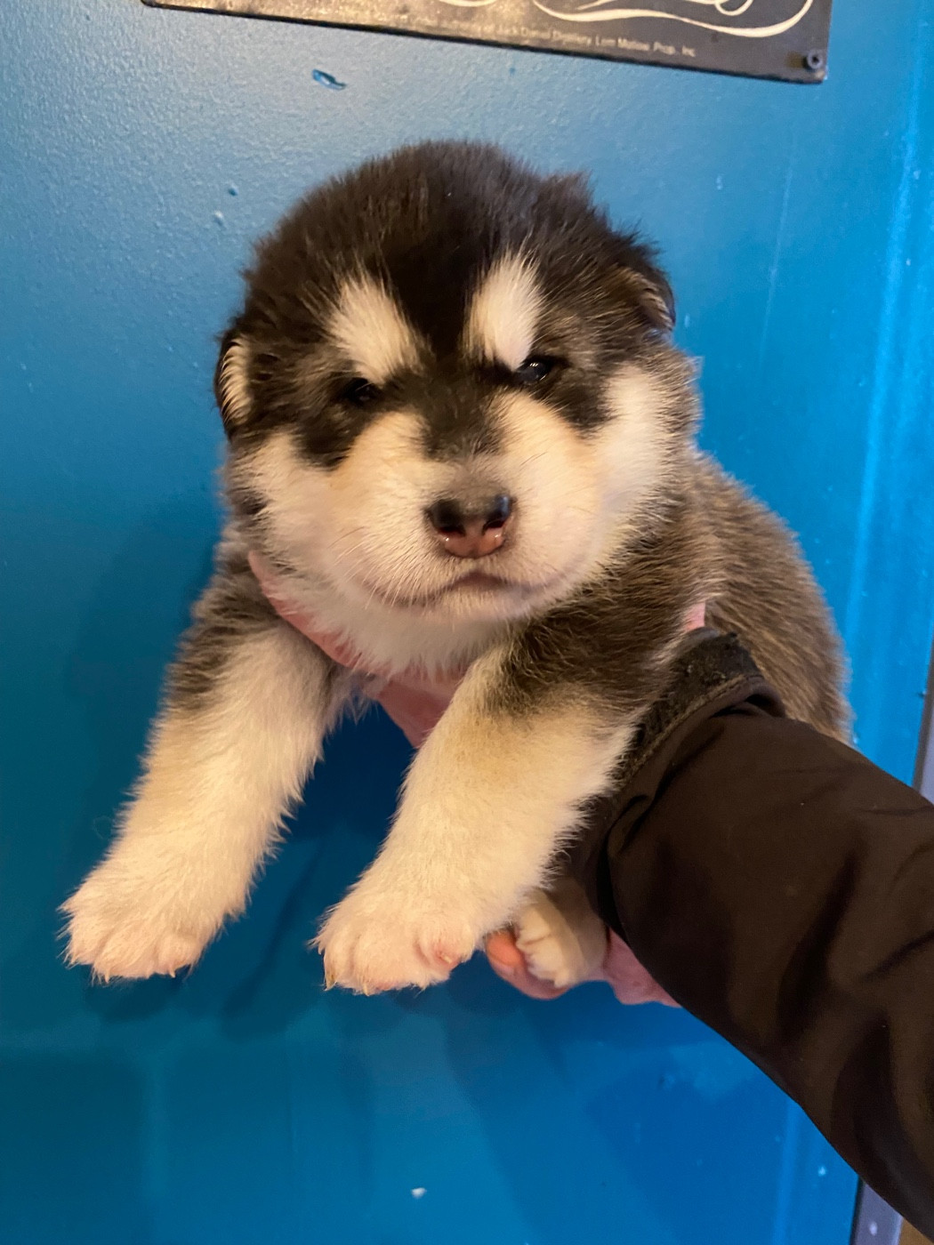 Nashoba Spirit's - Chiots disponibles - Alaskan Malamute