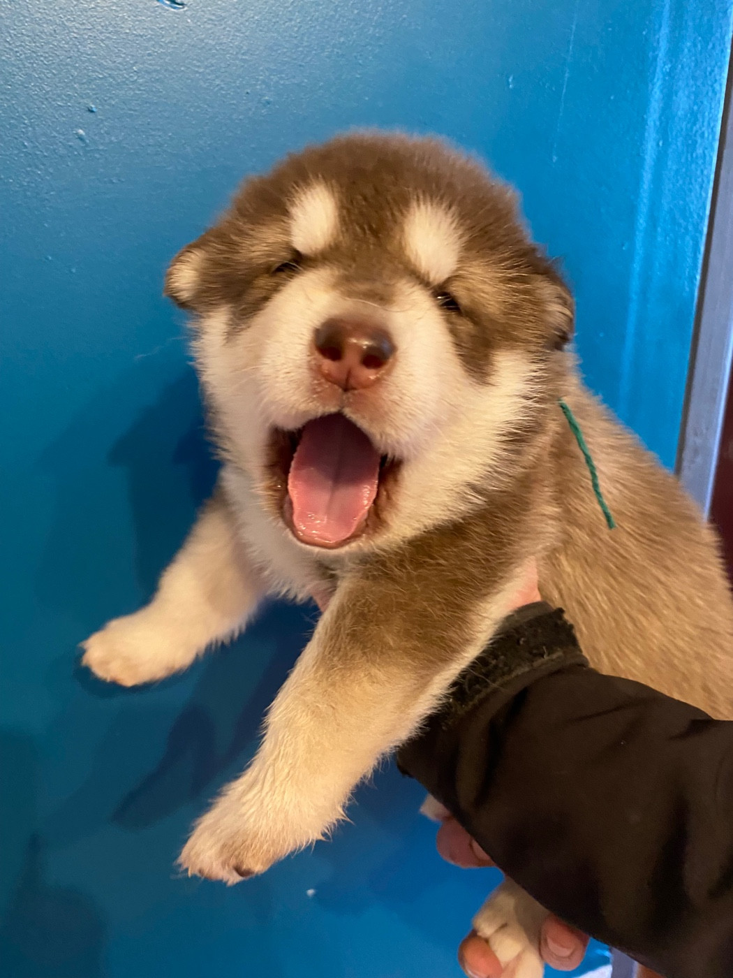 Chiot Alaskan Malamute Nashoba Spirit's