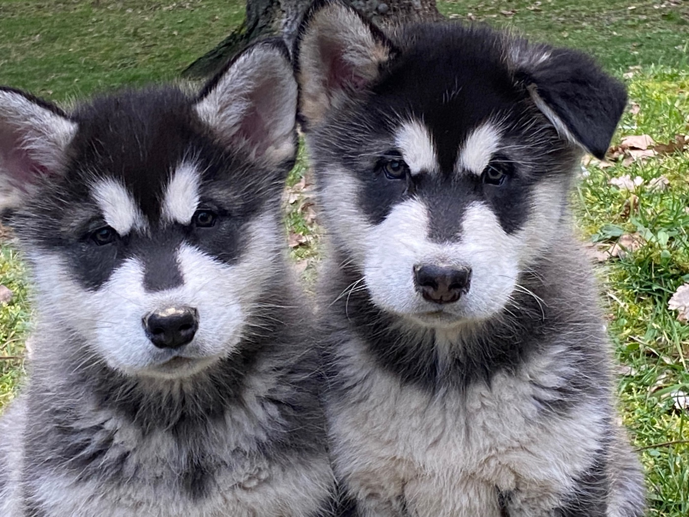 Nashoba Spirit's - Chiots disponibles - Alaskan Malamute