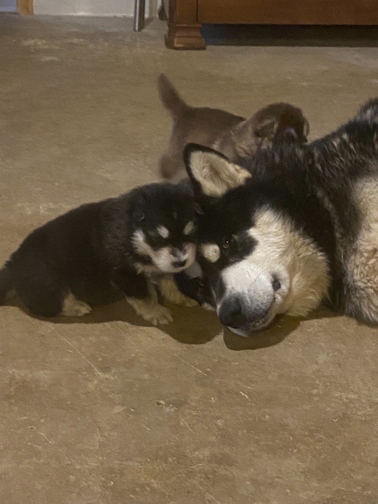 Nashoba Spirit's - Alaskan Malamute - Portée née le 29/01/2025