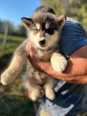 CHIOT NOIR ET BLANC N°2