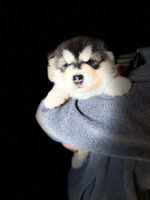 CHIOT ficelle bleu marine