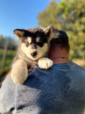 CHIOT NOIR ET BLANC N°3