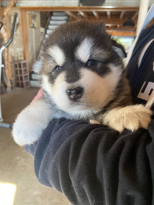 CHIOT sans ficelle