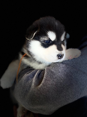 CHIOT ficelle orange