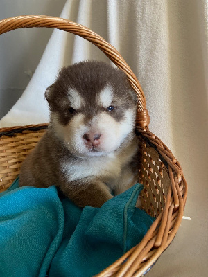 CHIOT marron