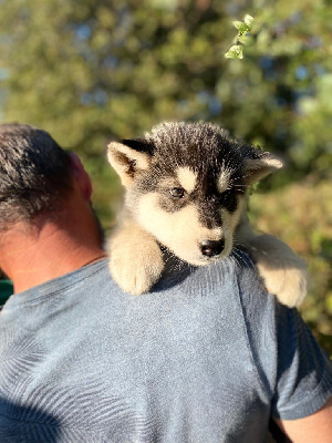 CHIOT NOIR ET BLANC N°1