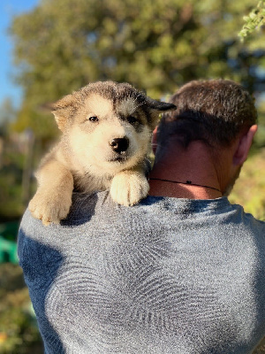 CHIOT N° 4